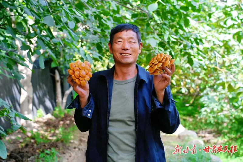 涼州區(qū)：林上核桃香 林下菌菇旺