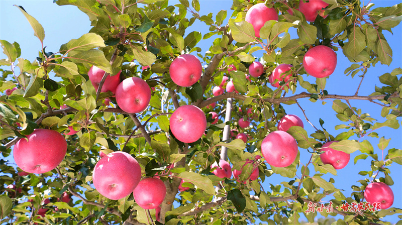 靜寧蘋果，“甘味”優(yōu)品中如何煉成？