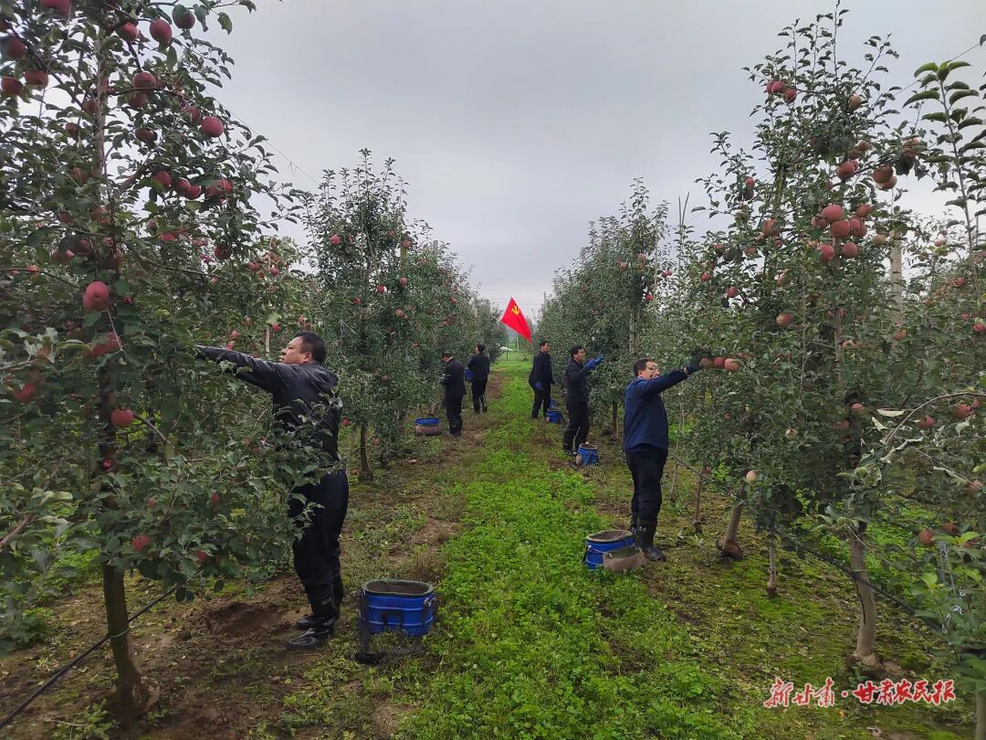科學應對持續(xù)陰雨 力保隴東蘋果豐產(chǎn)增收