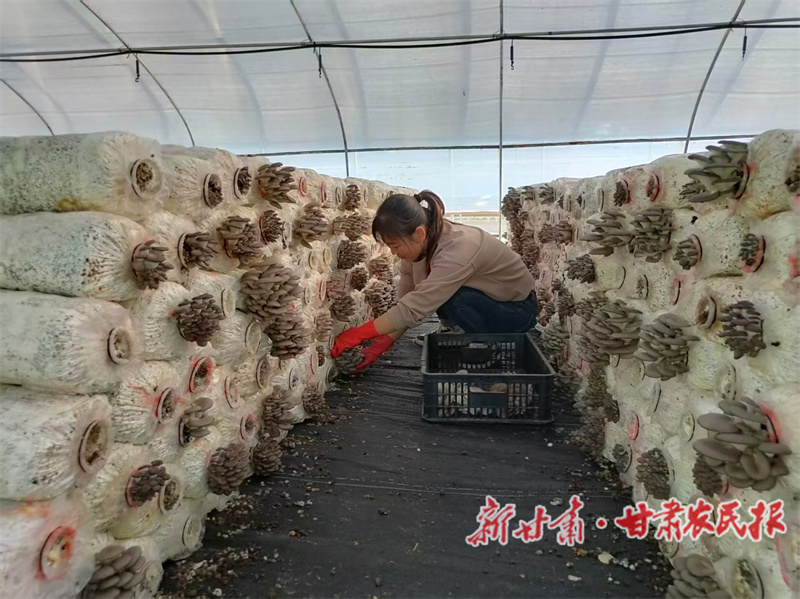 甘谷縣：小菌棒孕育大產(chǎn)業(yè) 平菇喜迎產(chǎn)銷(xiāo)旺季

