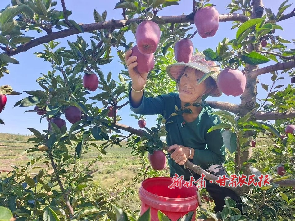金秋果飄香 天水“花牛”喜獲豐收