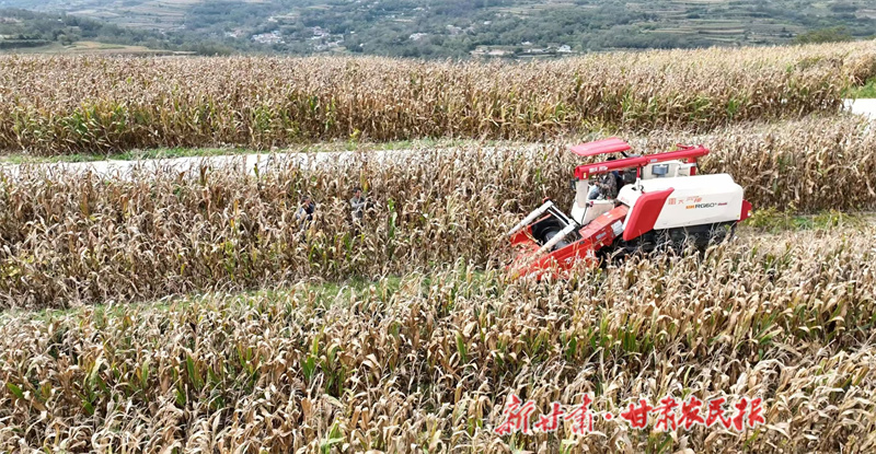 秦州區(qū)：秋糧豐收在望 科技集成夯實(shí)增產(chǎn)基石

