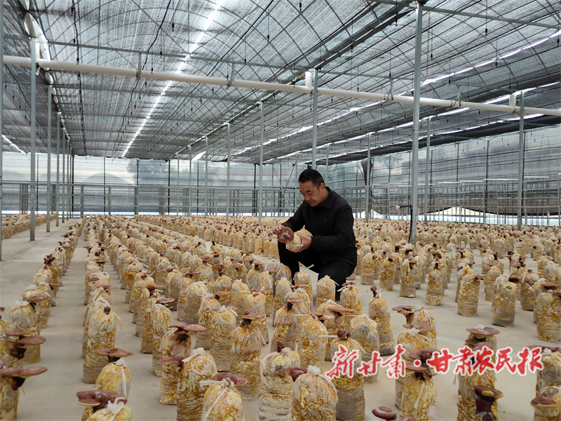 小靈芝撐起“致富傘”——甘谷金山鎮(zhèn)三萬株菌棒進(jìn)入集中采收期

