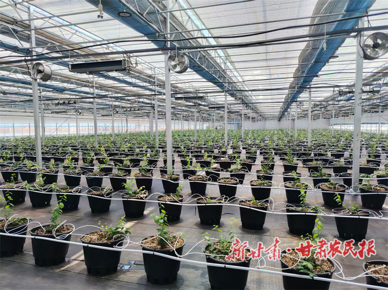 秦州區(qū)：特色產(chǎn)業(yè)齊發(fā)力 著力構(gòu)建現(xiàn)代農(nóng)業(yè)新體系