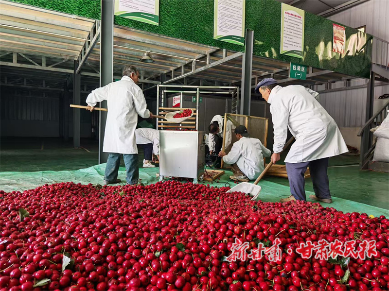 秦州區(qū):千畝山楂采摘忙 紅果滿枝促增收

