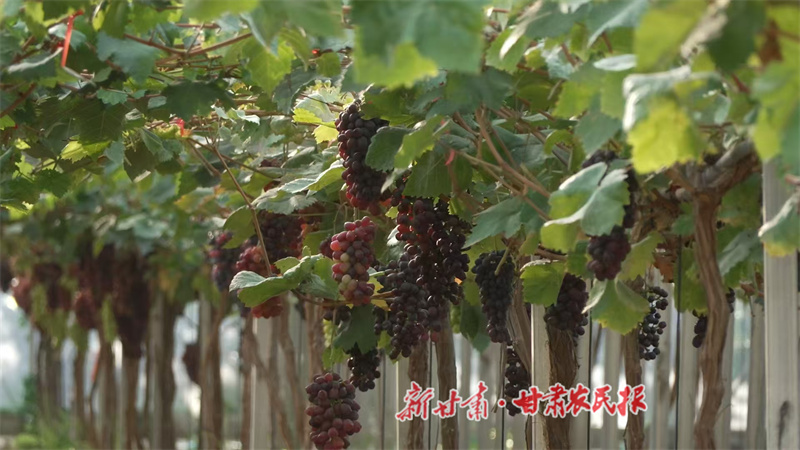 甘谷縣：豐收季里“甜蜜”忙