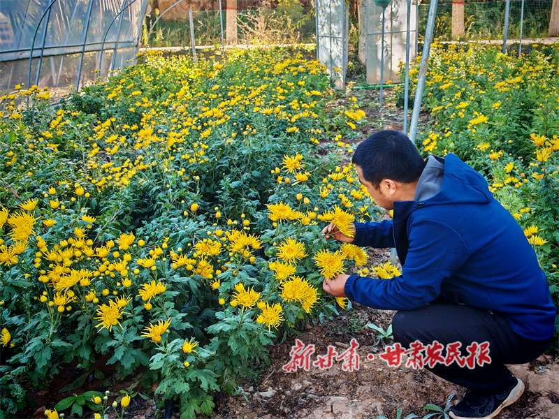 甘谷縣：金絲皇菊鋪就鄉(xiāng)村振興“黃金路”