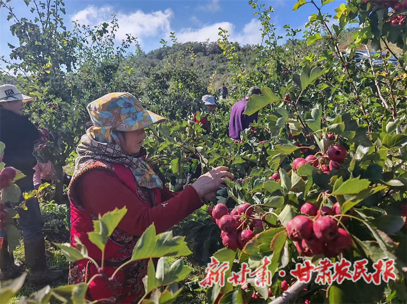 秦州區(qū)：千畝山楂映山紅