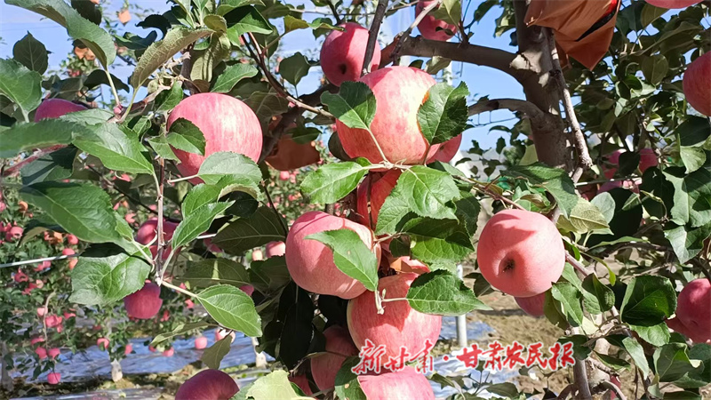 甘谷縣：千畝“有機蘋果”即將采摘上市