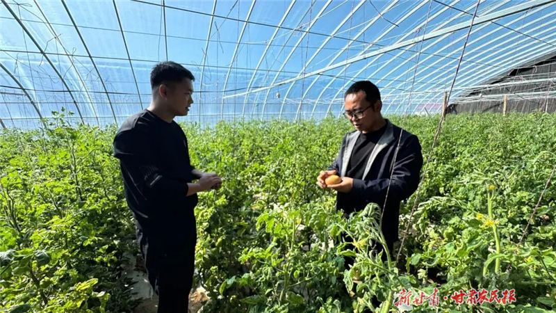 民勤：西紅柿成熟上市