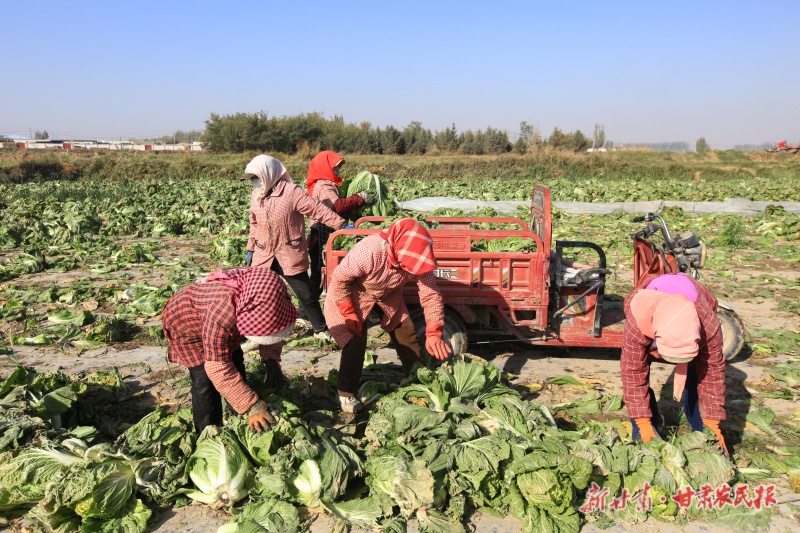 秋茬白菜喜獲豐收