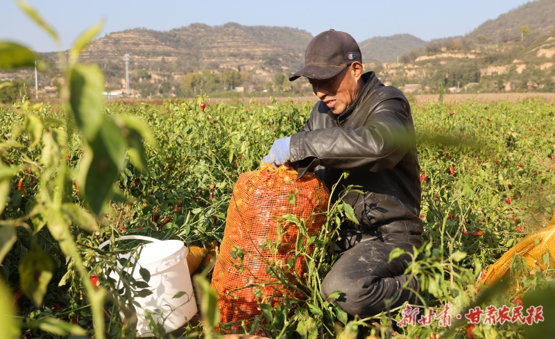 采摘辣椒
