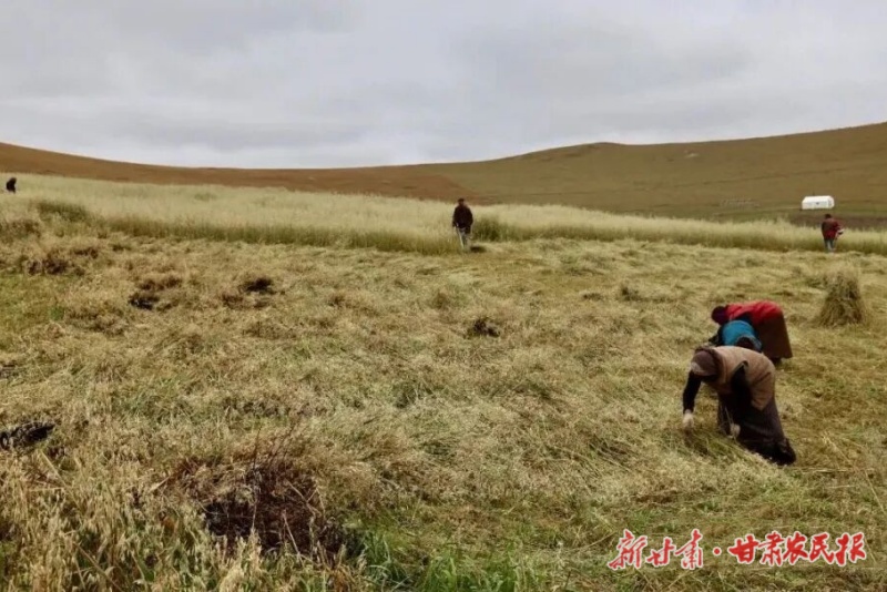 瑪曲 : 3萬畝圈灘燕麥開鐮訊