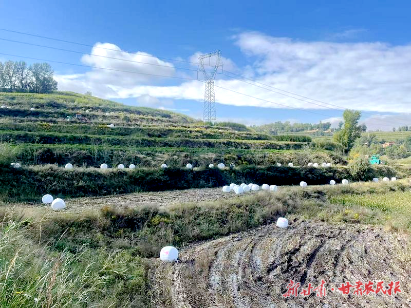 廣河：6000畝糧改飼玉米完成收割打包